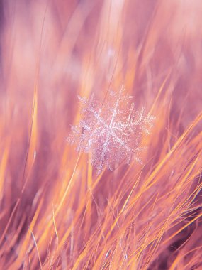 Kar tanesi güzel renkli arka plan makro üzerinde
