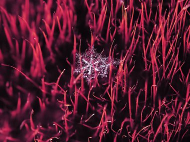 Kar tanesi güzel renkli arka plan makro üzerinde