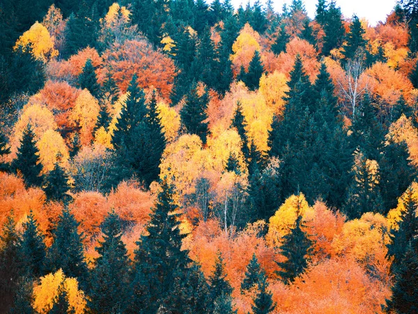 Floresta Outono Com Pinheiros Nas Montanhas — Fotografia de Stock