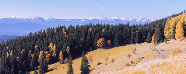Gelber Herbstwald Den Schneebergen — Stockfoto