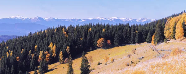 Giallo Foresta Autunnale Sulle Montagne Neve — Foto Stock