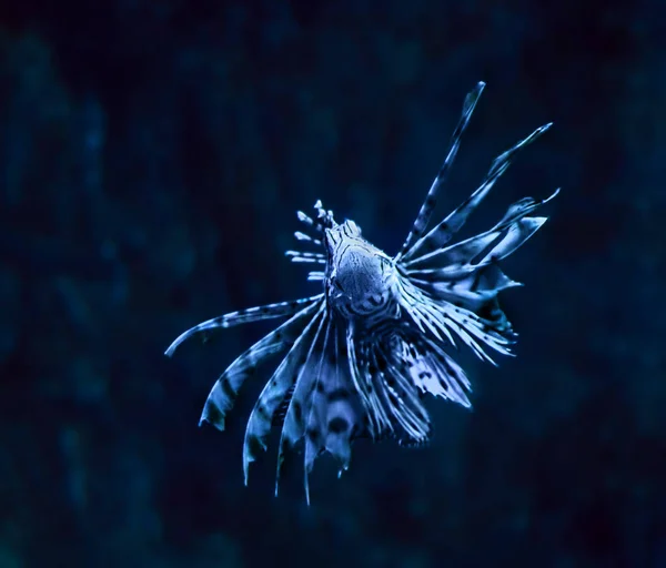 Fish Blue Pterois Volitans Océano Profundo Cerca Girando Hacia Abajo —  Fotos de Stock