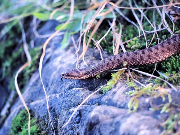 Hnědý Had Trávě Vedle Rock — Stock fotografie