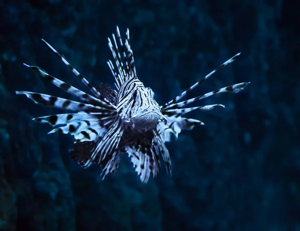 물고기 Pterois Volitans 바다에 가까이 — 스톡 사진