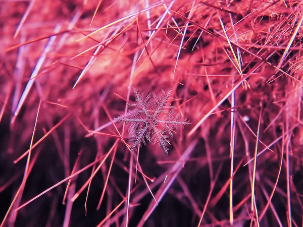 Kar tanesi güzel renkli arka plan makro üzerinde