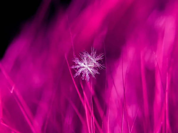 Snowflake Beautifull Colorful Background Macro — Stock Photo, Image