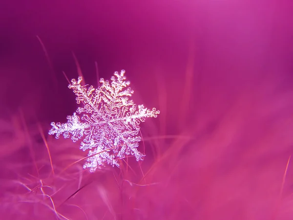 Schneeflocke Schön Auf Dem Bunten Hintergrund Makro — Stockfoto