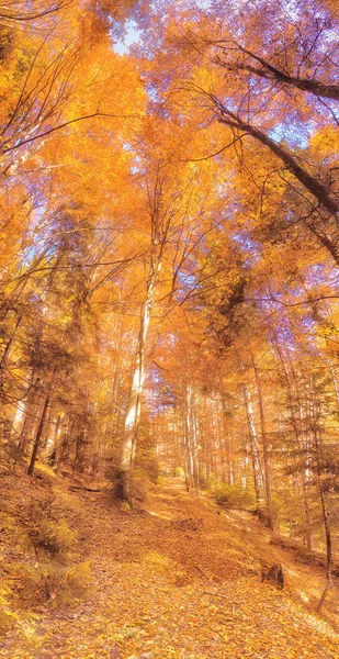 Herbstwald Den Bergen — Stockfoto