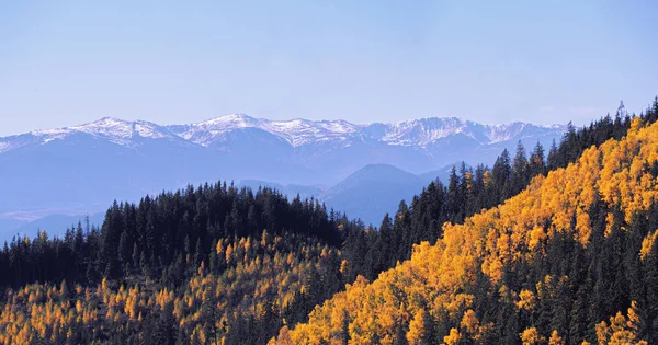 Floresta Amarela Outono Nas Montanhas Neve — Fotografia de Stock