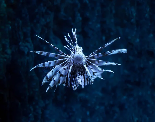 Fish Blue Pterois Volitans Océano Profundo Cerca Girando Hacia Abajo — Foto de Stock