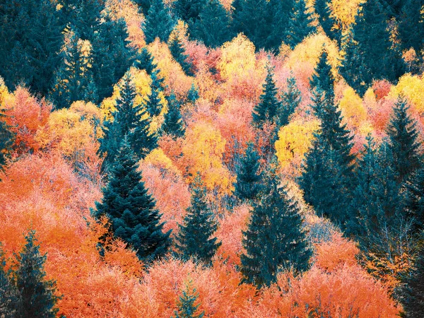 Foresta Autunnale Con Pini Montagna — Foto Stock