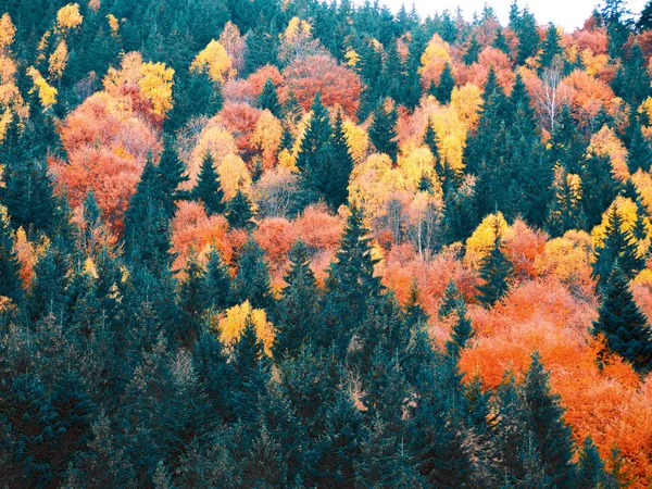 Foresta Autunnale Con Pini Montagna — Foto Stock