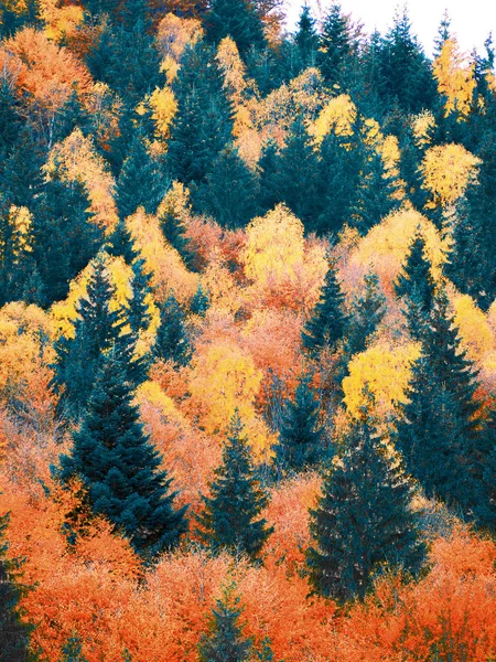 Herbstwald Mit Kiefern Den Bergen — Stockfoto