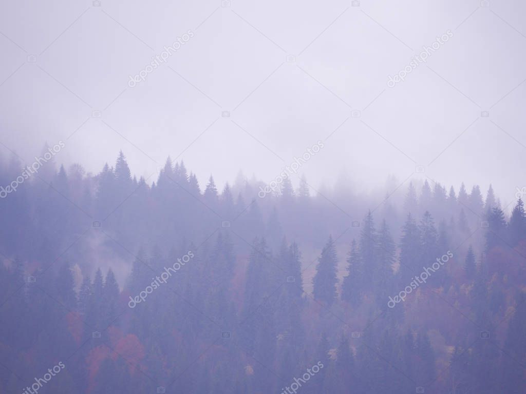 Carpatian mountains at the fog 