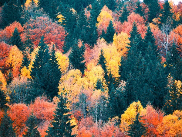 Herbstwald Mit Kiefern Den Bergen — Stockfoto