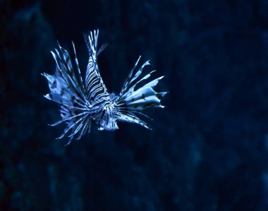 Balık dönüm yukarı volitans, okyanusun kapatmak Pterois mavi
