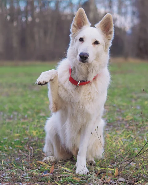 Dog White Swiss Shepherd spelar på naturen — Stockfoto