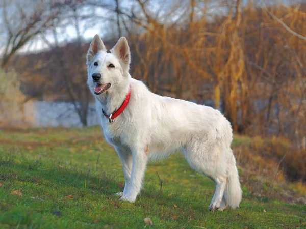 Dog White pastor suíço jogando na natureza — Fotografia de Stock