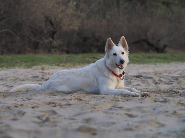 Dog White pastor suíço jogando na natureza — Fotografia de Stock