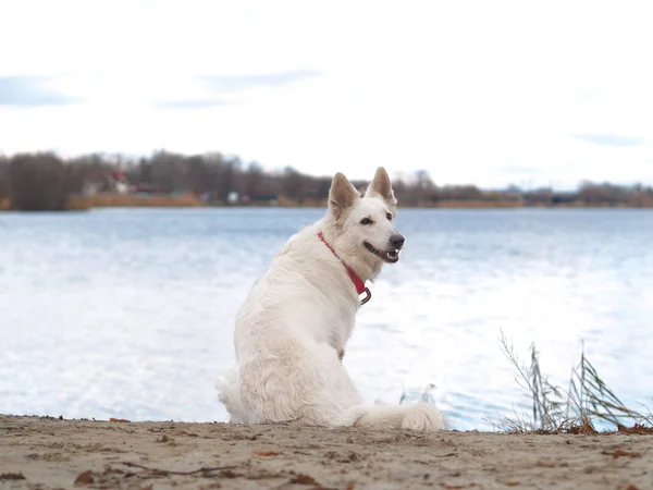 Dog White Swiss Shepherd spelar på naturen — Stockfoto