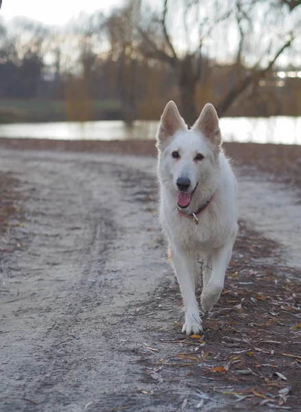 Dog White Swiss Shepherd bermain di alam — Stok Foto