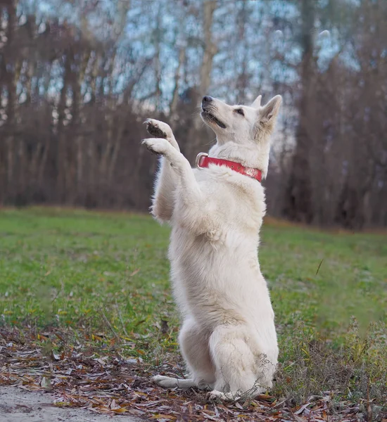 自然の中で遊ぶ犬ホワイトスイスシェパード — ストック写真