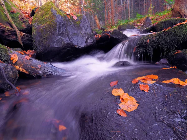 Chute Eau Forêt Carpatique — Photo