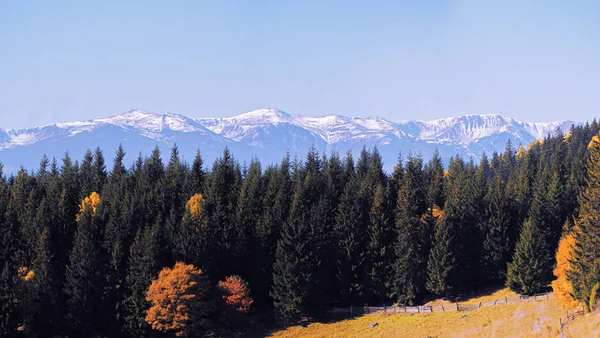 Желтый осенний лес на снежных горах — стоковое фото