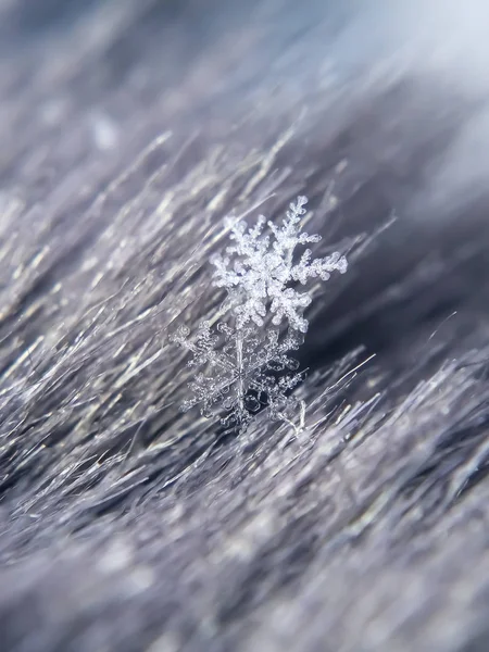Schneeflocke schön auf dem grauen Winterhintergrund — Stockfoto