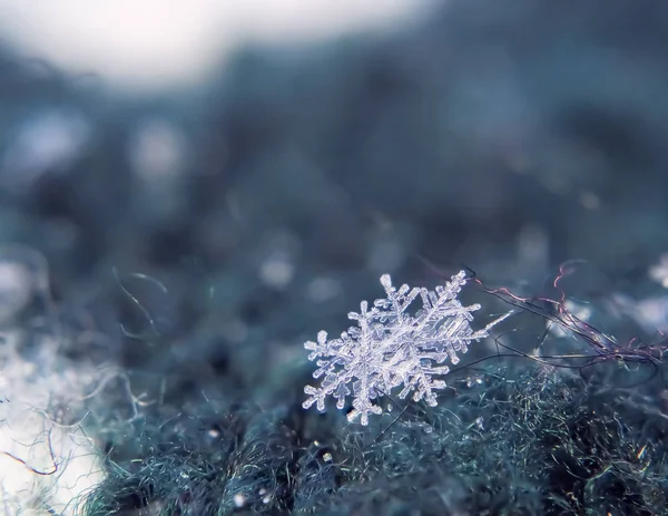 Сніжинка красива на сірому зимовому тлі — стокове фото