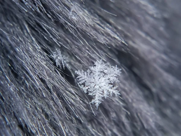Gri kış arka planında güzel kar taneleri — Stok fotoğraf
