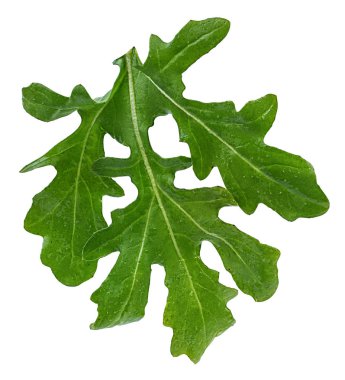 roka beyaz arkaplanda izole edildi