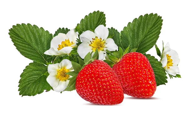 Erdbeere Mit Blume Isoliert Auf Weißem Hintergrund — Stockfoto