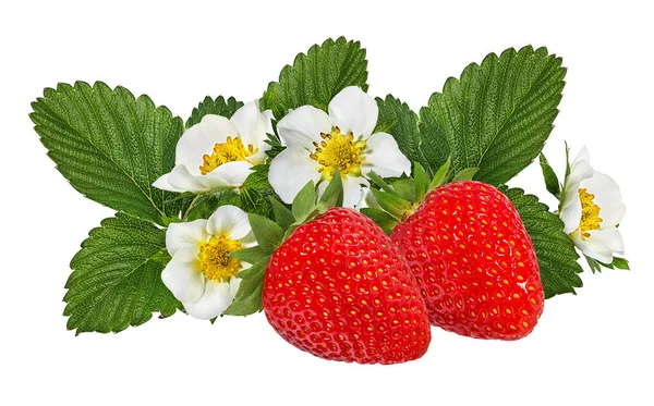 Fraise Avec Fleur Isolée Sur Fond Blanc — Photo