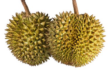 Durian beyaz arkaplanda izole edildi.