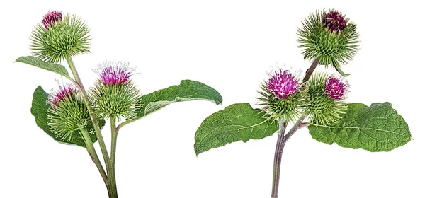 Beyaz Arka Plan Üzerinde Izole Cirsium Arvense Çiçek — Stok fotoğraf