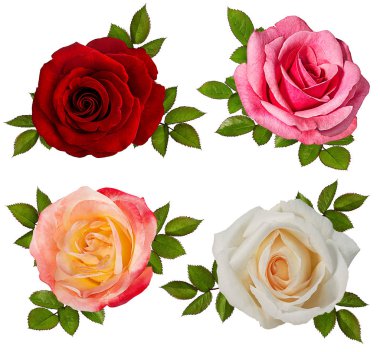 beyaz arkaplanda izole gül