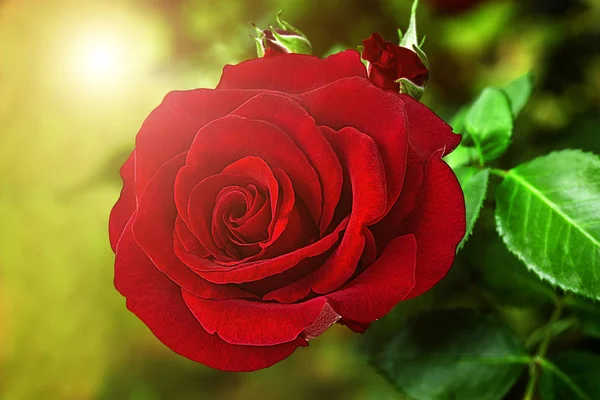 Rote Rosen Aus Nächster Nähe Hintergrund — Stockfoto