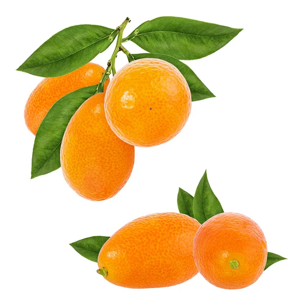 Kumquat Isoliert Auf Weißem Hintergrund — Stockfoto