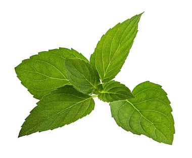Beyaz arkaplanda izole edilmiş nane yaprağı 