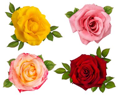 beyaz arkaplanda izole gül