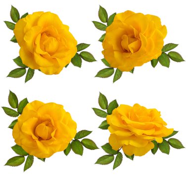 beyaz arkaplanda izole gül