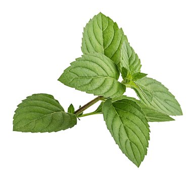 Beyaz arkaplanda izole edilmiş nane yaprağı 