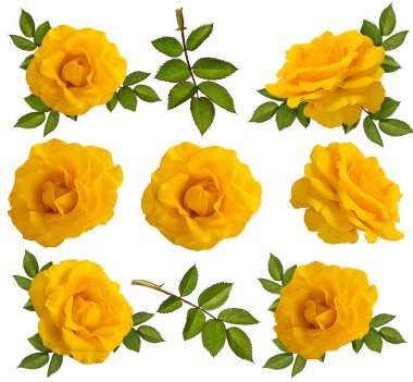 beyaz arkaplanda izole gül