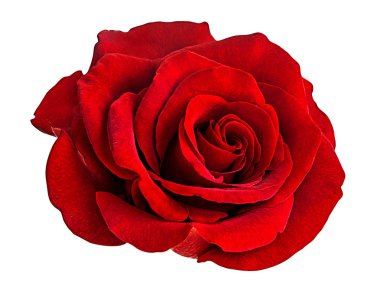 beyaz arkaplanda izole gül