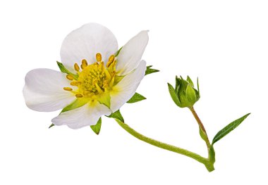 Beyaz arkaplanda yalıtılmış çilek çiçeği