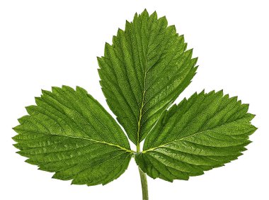 Beyaz arkaplanda yalıtılmış çilek yaprağı