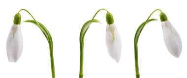 Kar damlası beyaz arkaplanda izole edildi