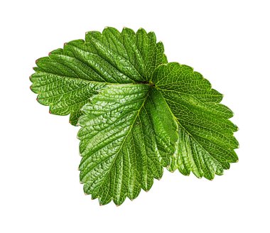 Beyaz arkaplanda yalıtılmış çilek yaprağı