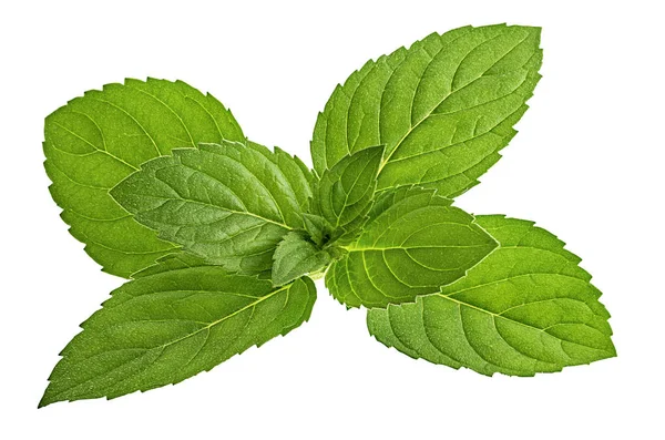 Hoja Menta Aislada Sobre Fondo Blanco — Foto de Stock